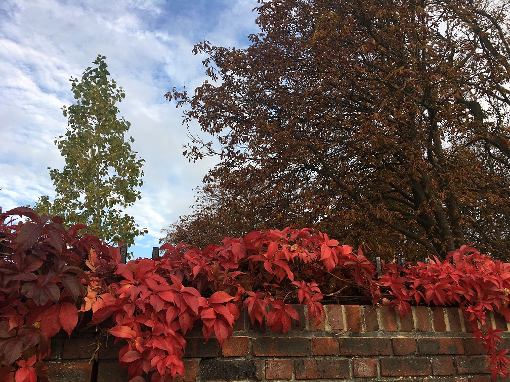 Autumn has arrived – top tips for elderly and vulnerable people