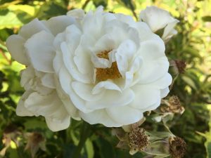 Close-up of Grandads White Rose