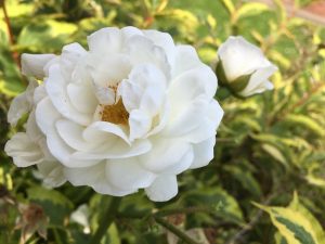 Grandads Rose Close Up