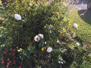 Grandads Rosebush